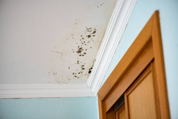 Best Professional Mold Removal  in Yamhill, OR