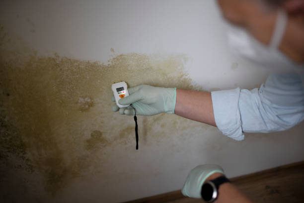 Best Black Mold Removal  in Yamhill, OR