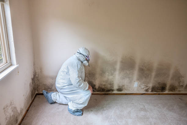 Best Mold Damage Repair  in Yamhill, OR