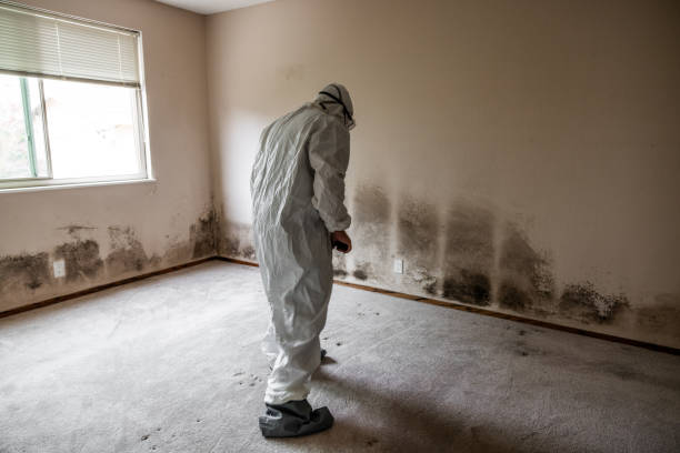 Best Emergency Mold Removal  in Yamhill, OR