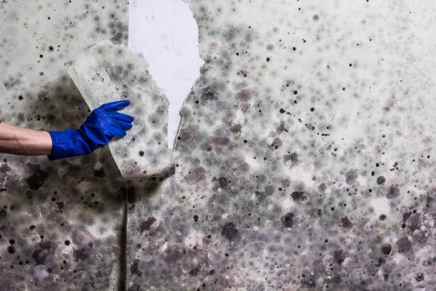 Best Crawl Space Mold Removal  in Yamhill, OR