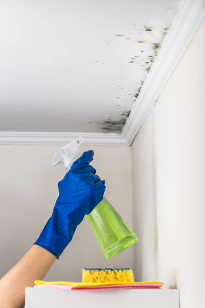 Attic Mold Removal in Yamhill, OR