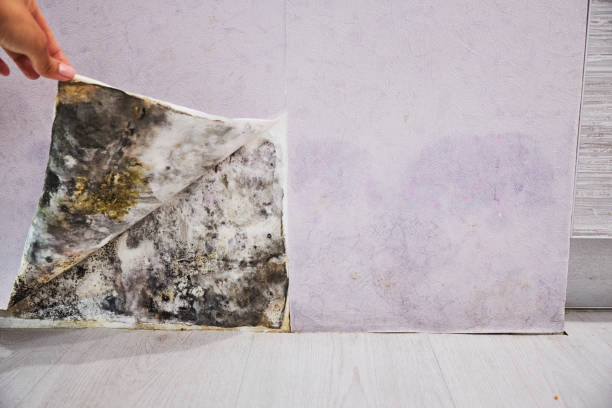  Yamhill, OR Mold Removal Pros